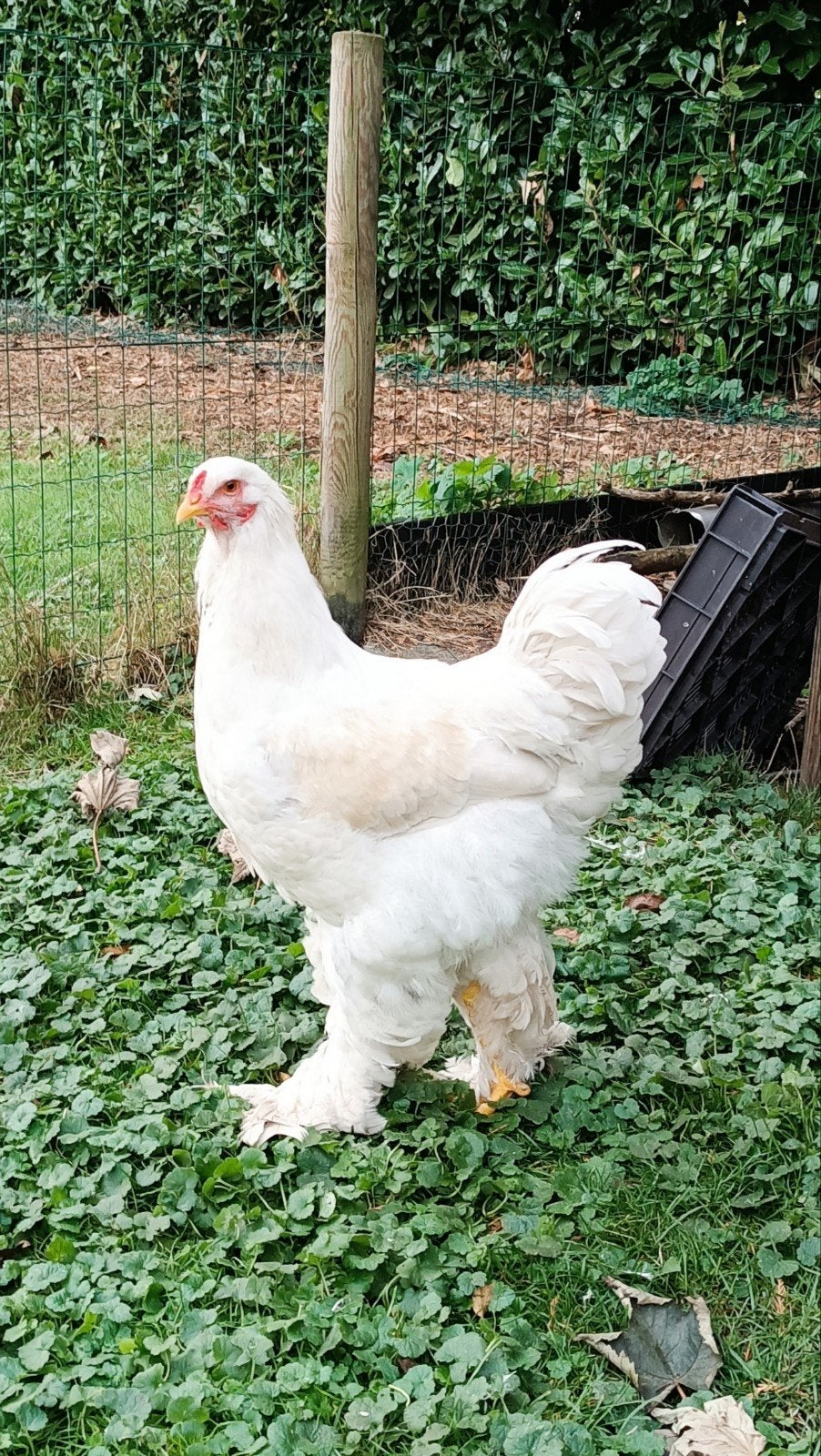 brahma haan, Dieren en Toebehoren