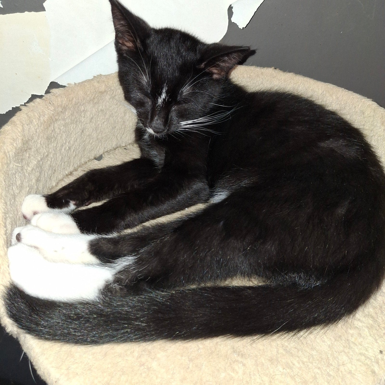 katertjes en Poesje mogen naar hun nieuwe goude mandje 😻, Dieren en Toebehoren