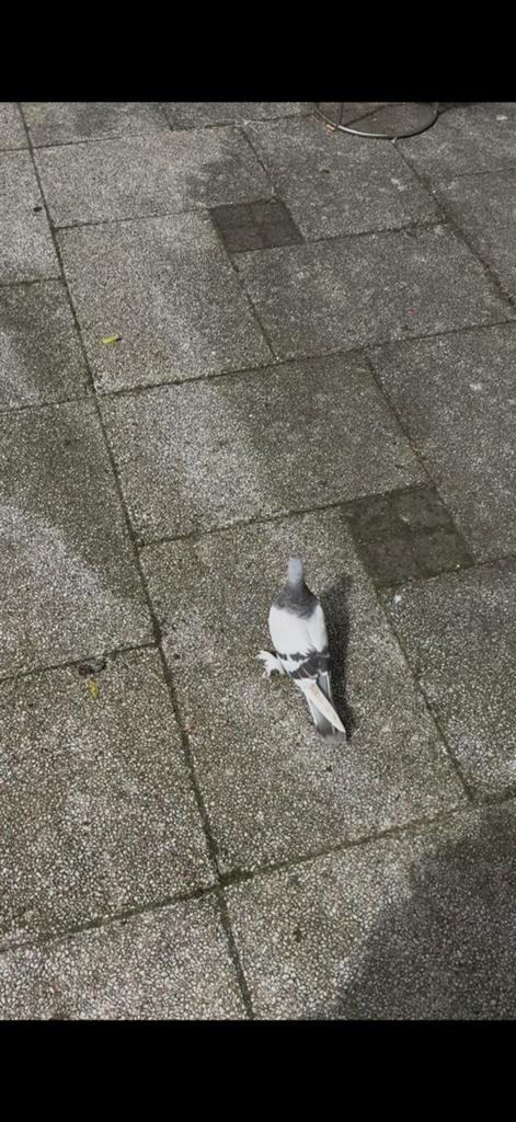 Takla duiven vermist, Vrouwelijk, Tuimelaar of Roller