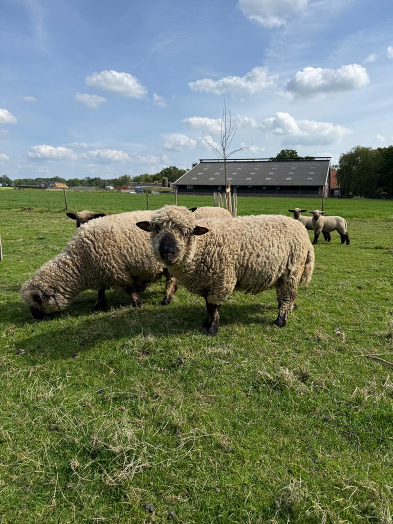 Hampshire down ram te koop, Mannelijk, Schaap