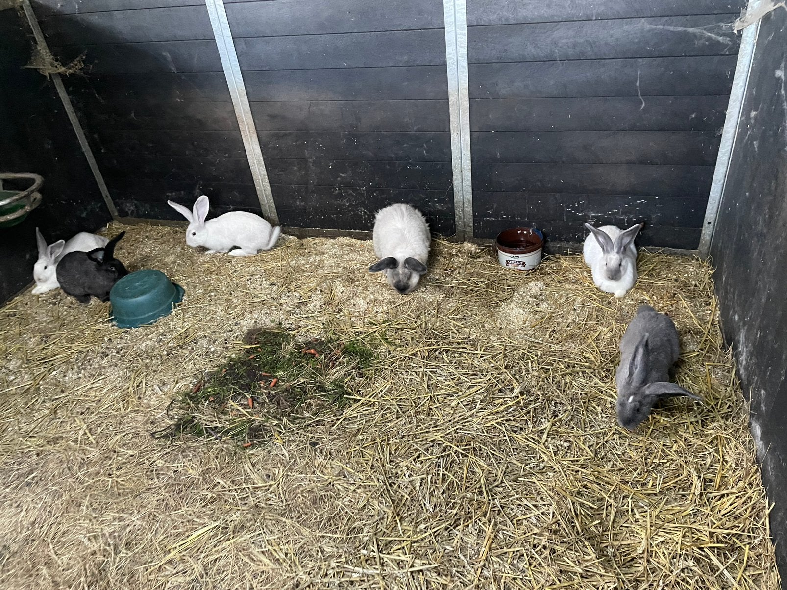 Duits vlaamse reuzen, Dieren en Toebehoren, Meerdere dieren, Groot, 0 tot 2 jaar