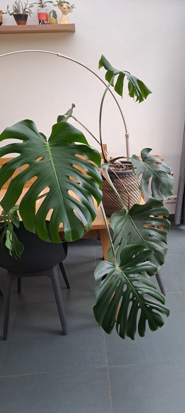 Grote Monstera Deliciosa kamerplant, Ophalen, 100 tot 150 cm, Overige soorten, Halfschaduw