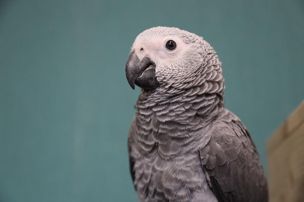 Jonge Grijzeroodstaart Papegaai | Getest | Handtam, Meerdere dieren, Papegaai, Pratend