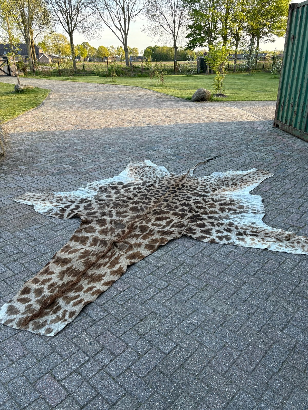 Giraffe huid met CITES documenten, Verzamelen, Ophalen of Verzenden, Gebruikt, Wild dier, Overige typen