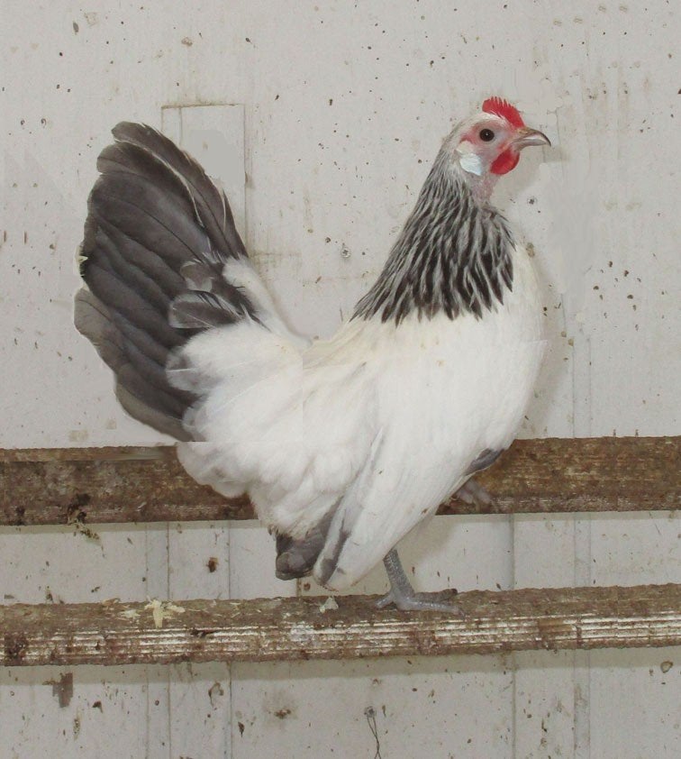 Te koop broedeieren van Hollandse Kriel columbia, Dieren en Toebehoren, Pluimvee, Geslacht onbekend, Kip