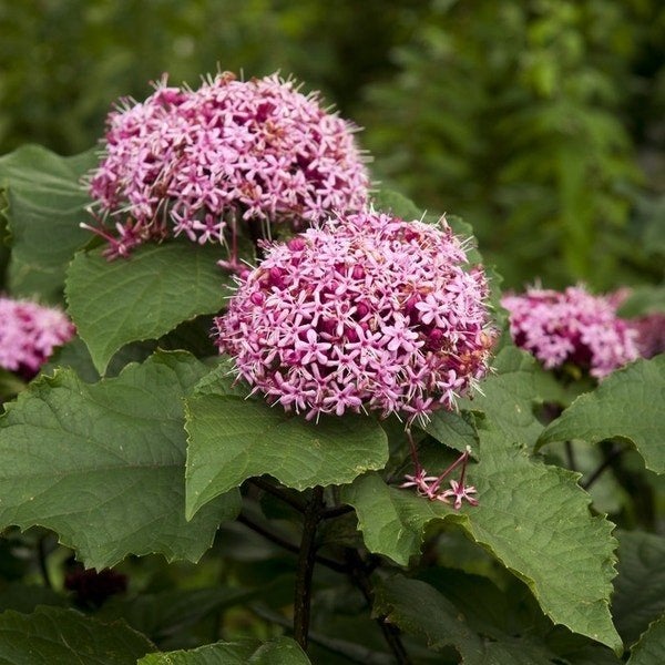 Clerodendrum bungei/ Pindakaasstruik/kansenboom te koop, Ophalen