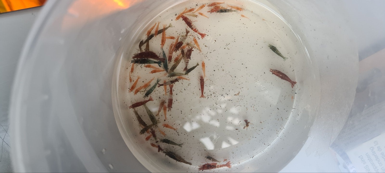 Te koop! Garnalen mix, Kreeft, Krab of Garnaal, Zoetwatervis, Schoolvis