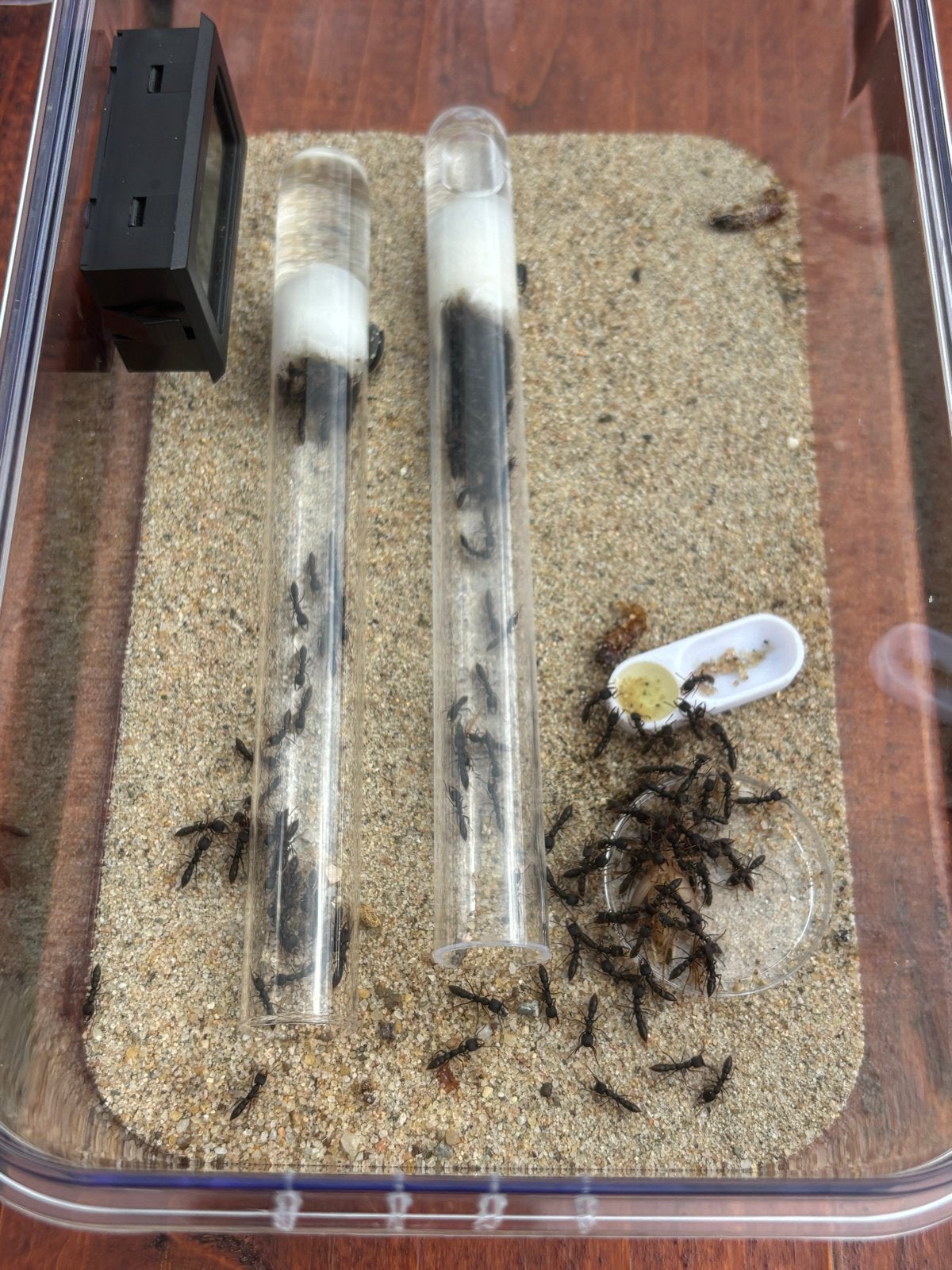 Stigmatomma reclinatim “Vampire ant” kolonie 180+ werksters, Mieren
