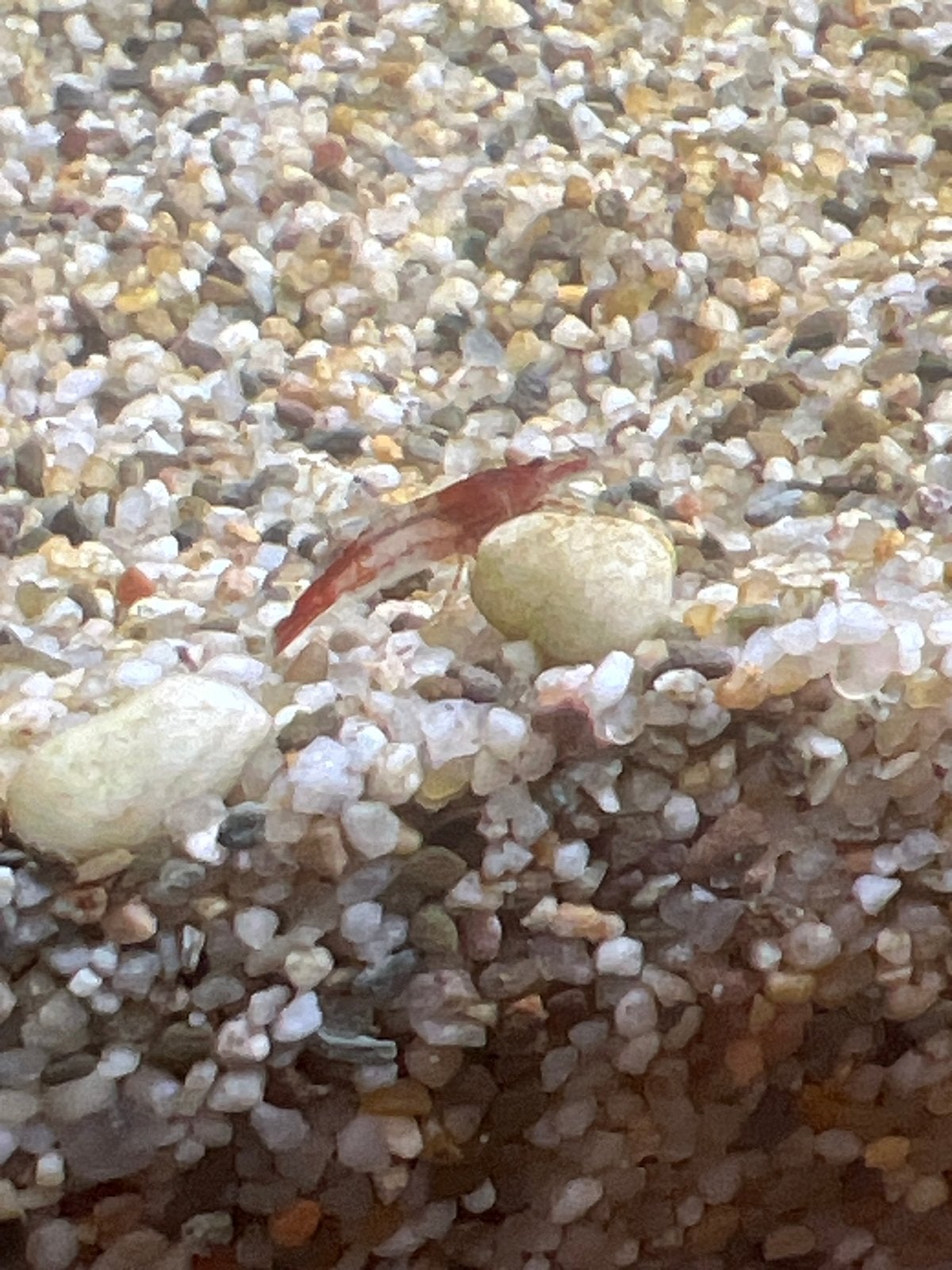 Vuur rode aqaurium garnalen 10 stuk, Dieren en Toebehoren, Vissen | Aquariumvissen, Kreeft, Krab of Garnaal