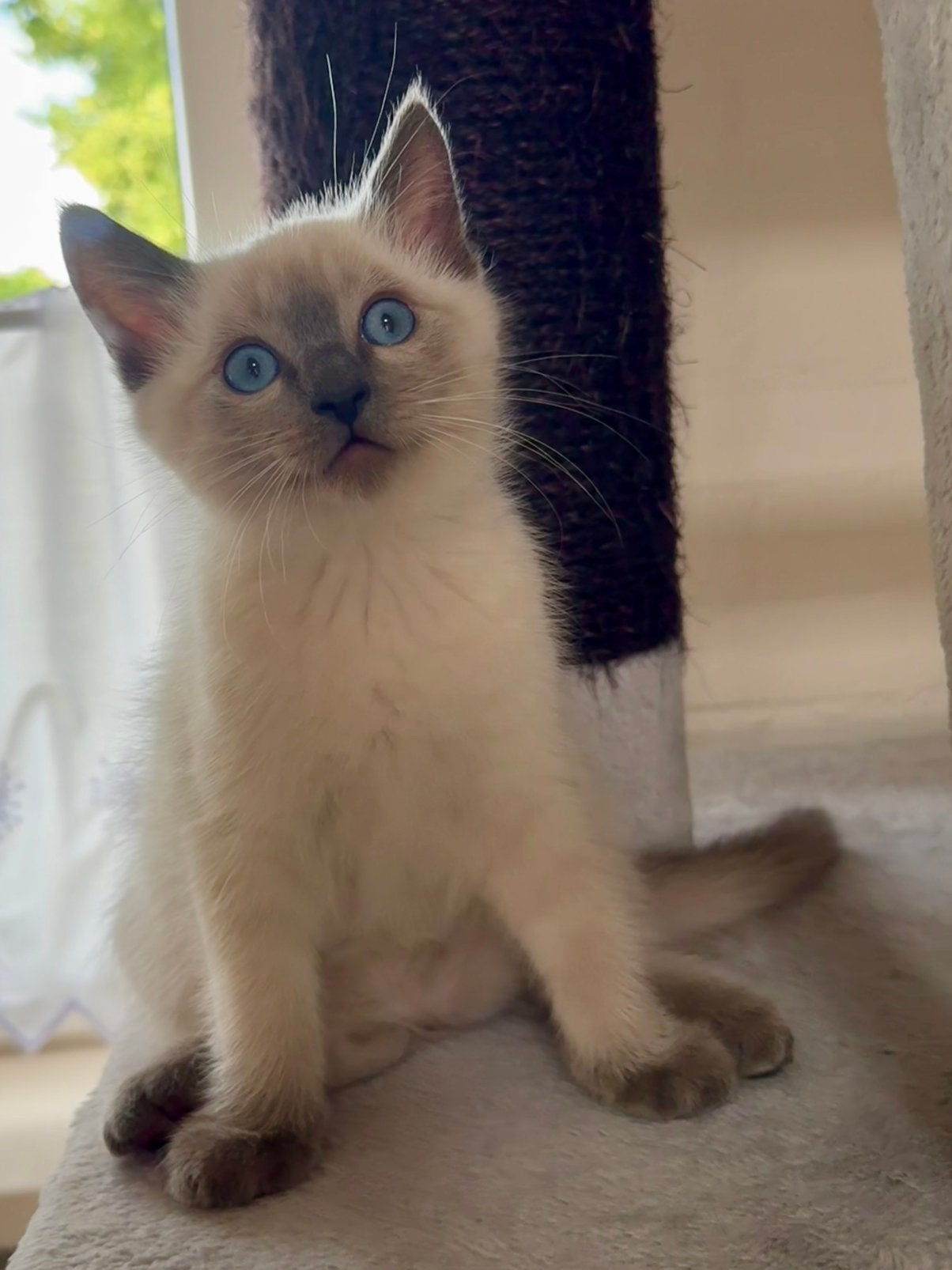 Prachtige Ragdoll kittens zoeken een liefdevol thuis!, Kater, Ontwormd, 0 tot 2 jaar