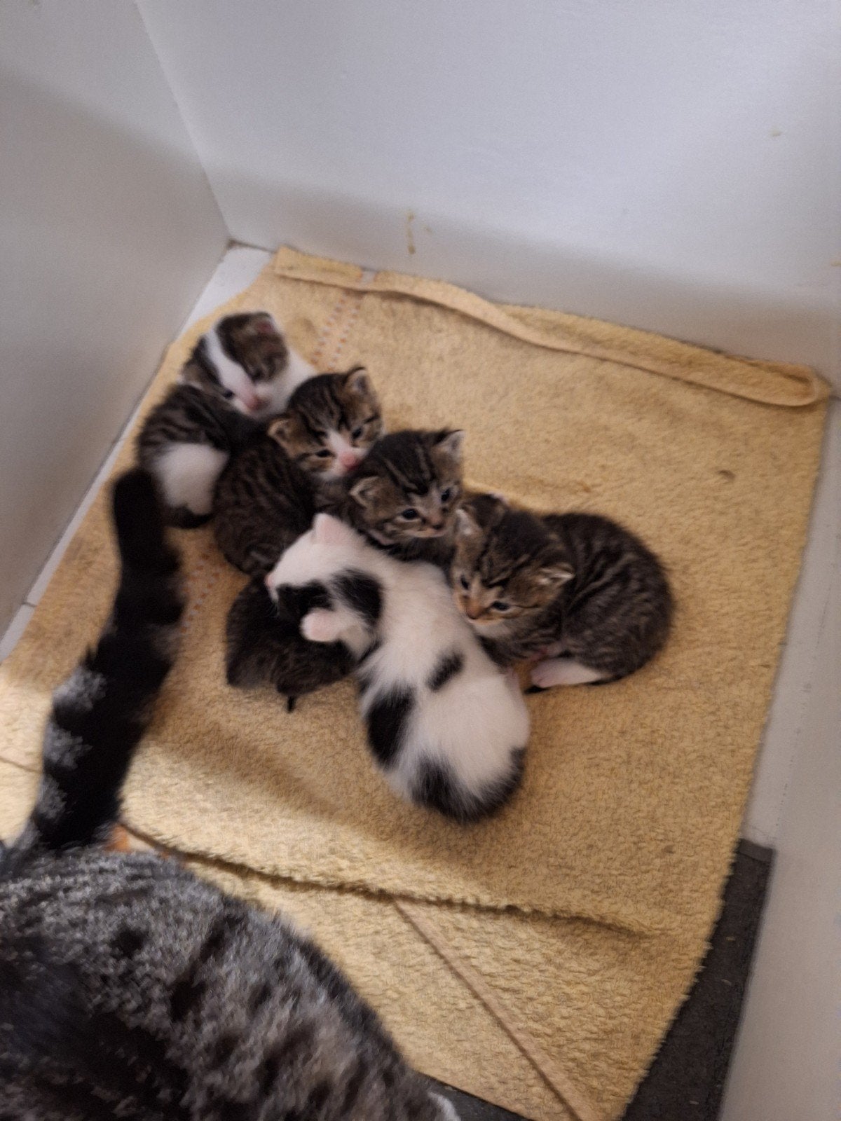 Kittens, Meerdere dieren