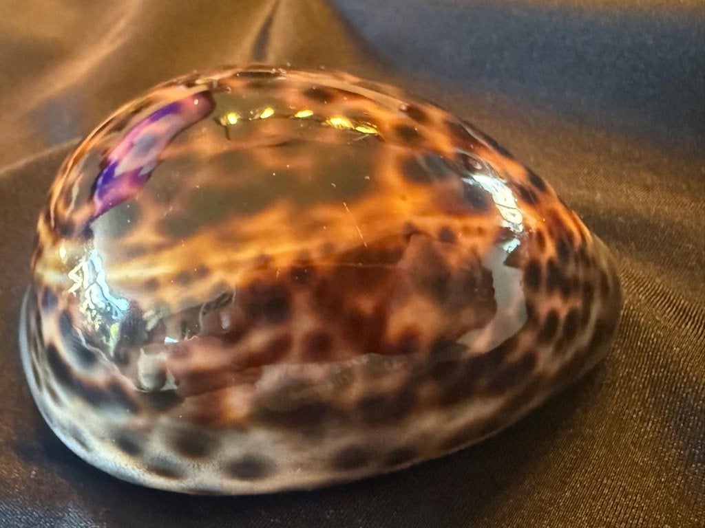 Schelp Cypraea Tigris 85 mm, Ophalen of Verzenden, Schelp(en)