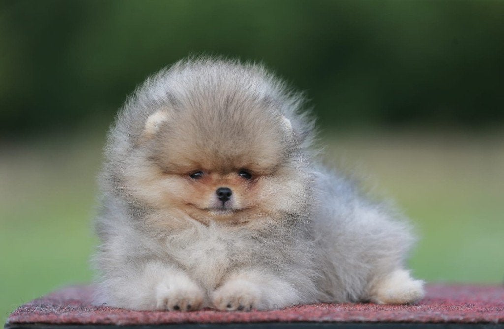 Pomeriaan pup reutje Orange Sable – Bear type, Keeshond, Reu, 8 tot 15 weken, Buitenland