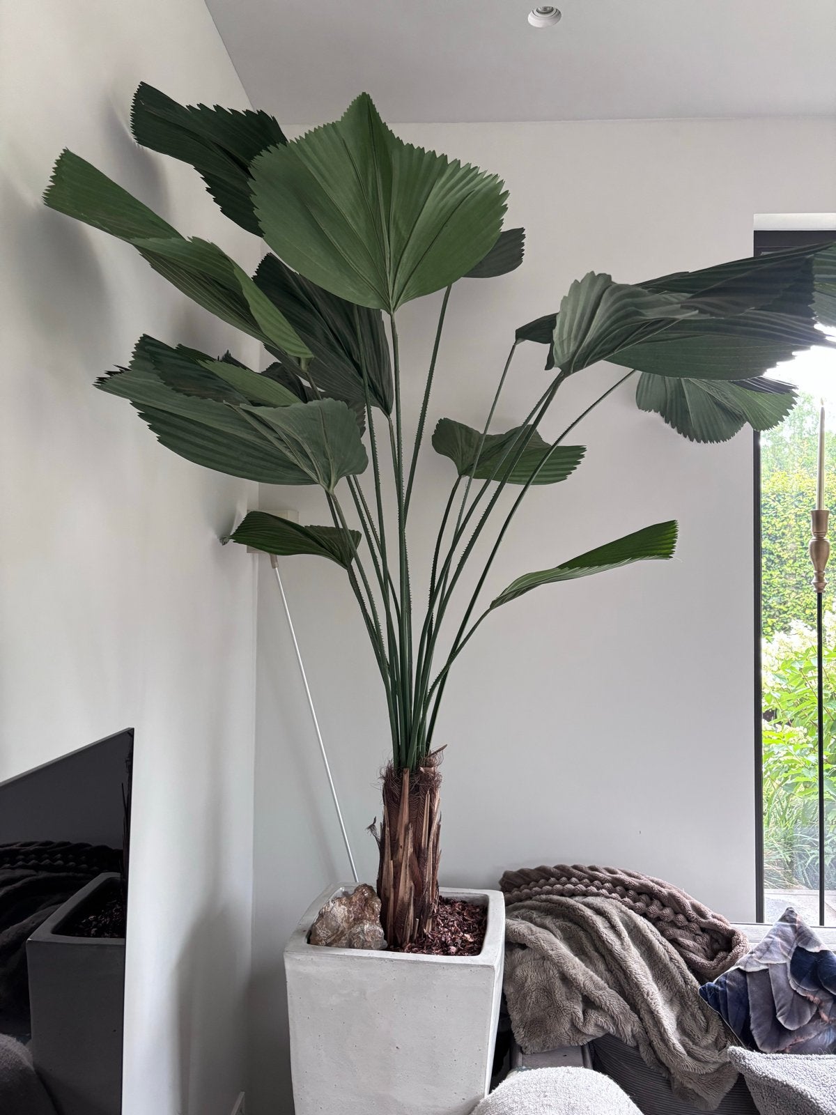 Grote Silka kunstplant -Licuala Grandis incl PTMD pot 290 cm, Ophalen, Overige soorten, Volle zon