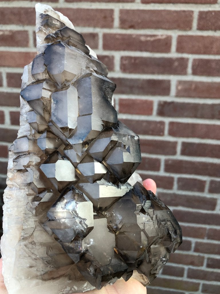 Rookkwarts Eelestial Alligator, Ophalen of Verzenden
