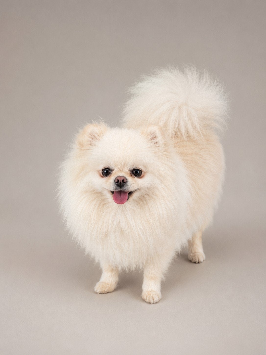 Pomeranian teef, Dieren en Toebehoren, Honden | Poolhonden, Keeshonden en Oertypen, Particulier, Keeshond, 1 tot 2 jaar, Buitenland