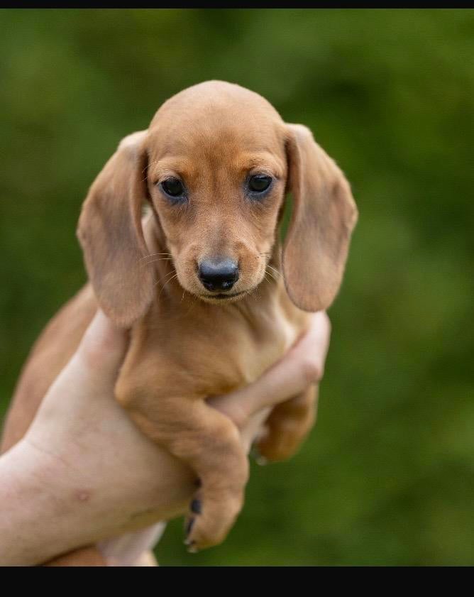 Dwerg teckel korthaar, Dieren en Toebehoren, Honden | Teckels en Dashonden, België, Particulier, Reu, 8 tot 15 weken