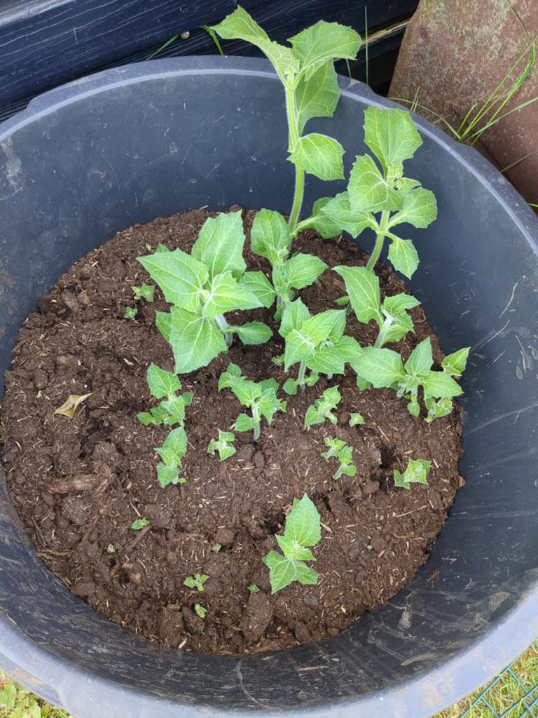 Yacon knollen, Ophalen, Overige soorten, Volle zon