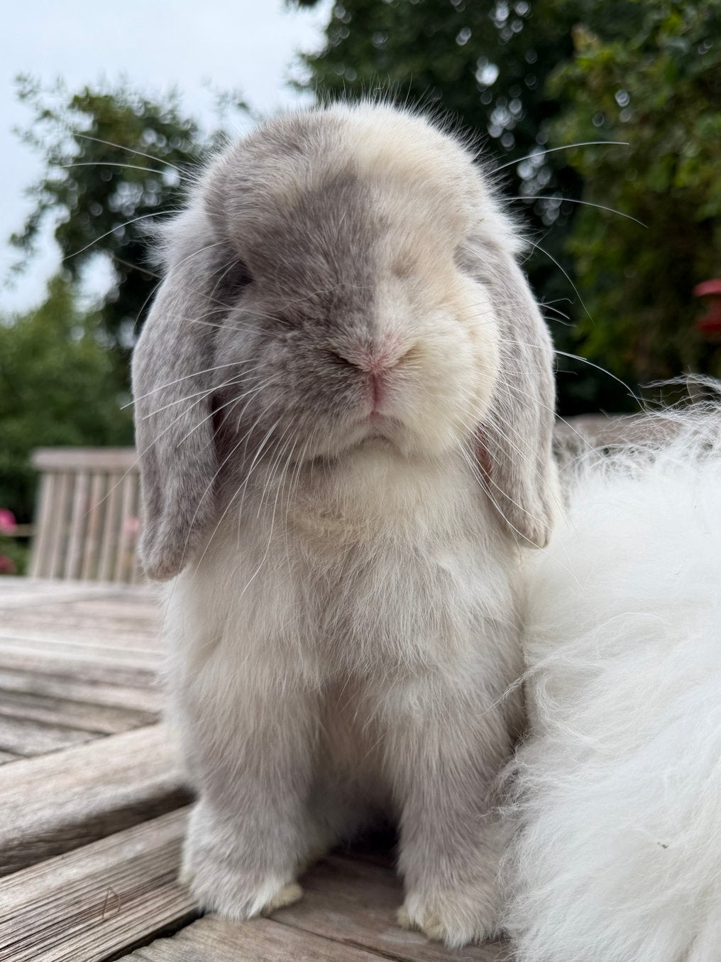 Lief konijnenkoppel Franny (Minilop) & Missy (Teddy dwerg), Meerdere dieren, Dwerg, Hangoor, 0 tot 2 jaar