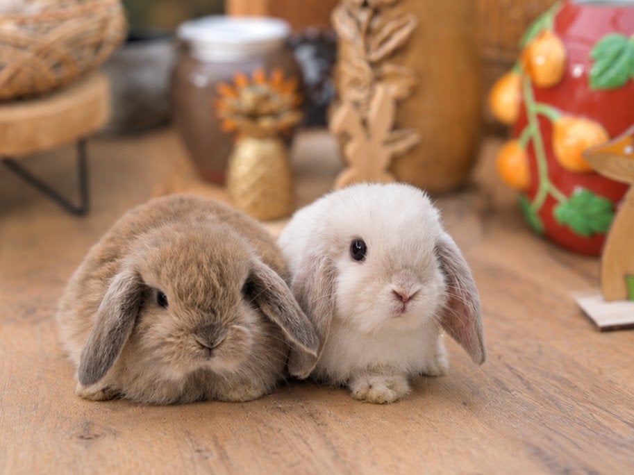 Prachtig minilop x NHD koppeltje, Dieren en Toebehoren, Meerdere dieren, Dwerg, Hangoor, 0 tot 2 jaar