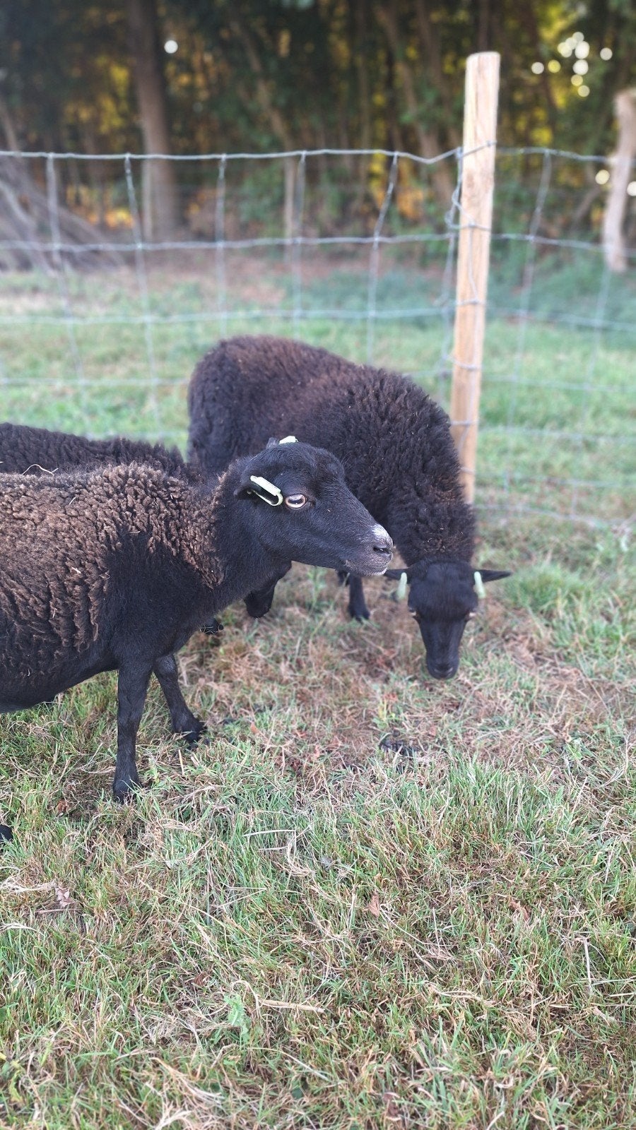 2 stamboek Ouessant ooien, Dieren en Toebehoren, Vrouwelijk, Schaap