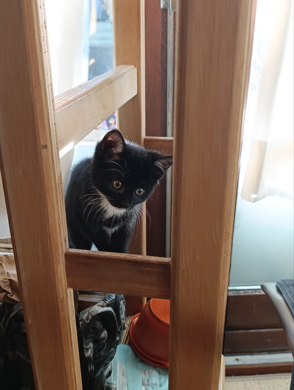 Kitten te koop, Meerdere dieren