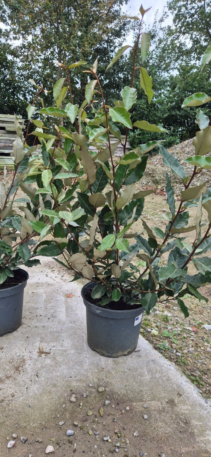 Olijfwilg (Elaeagnus ebbingei) 80 cm  Wintergroene struik, Overige soorten, Volle zon, Vaste plant, Ophalen of Verzenden