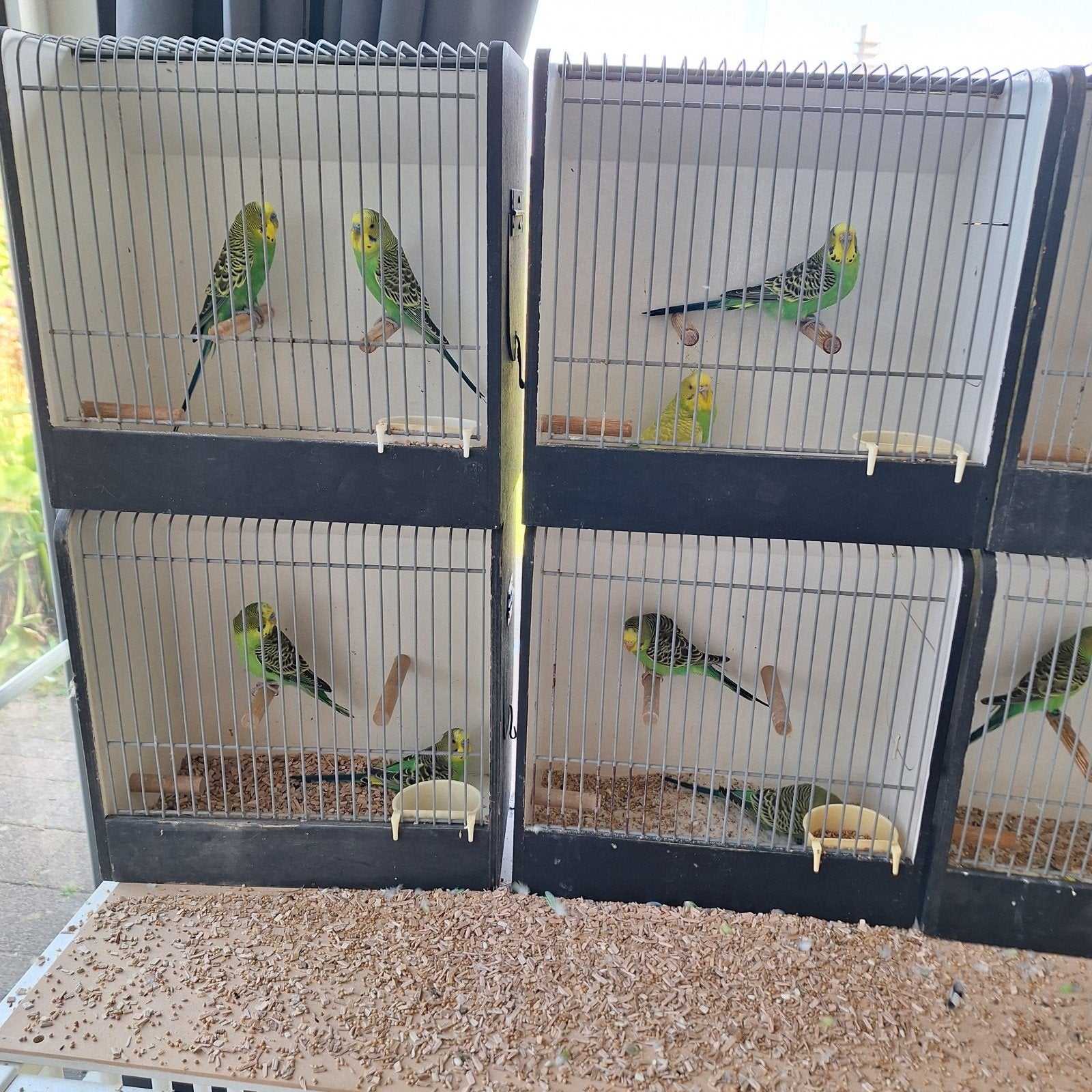grasparkieten te koop