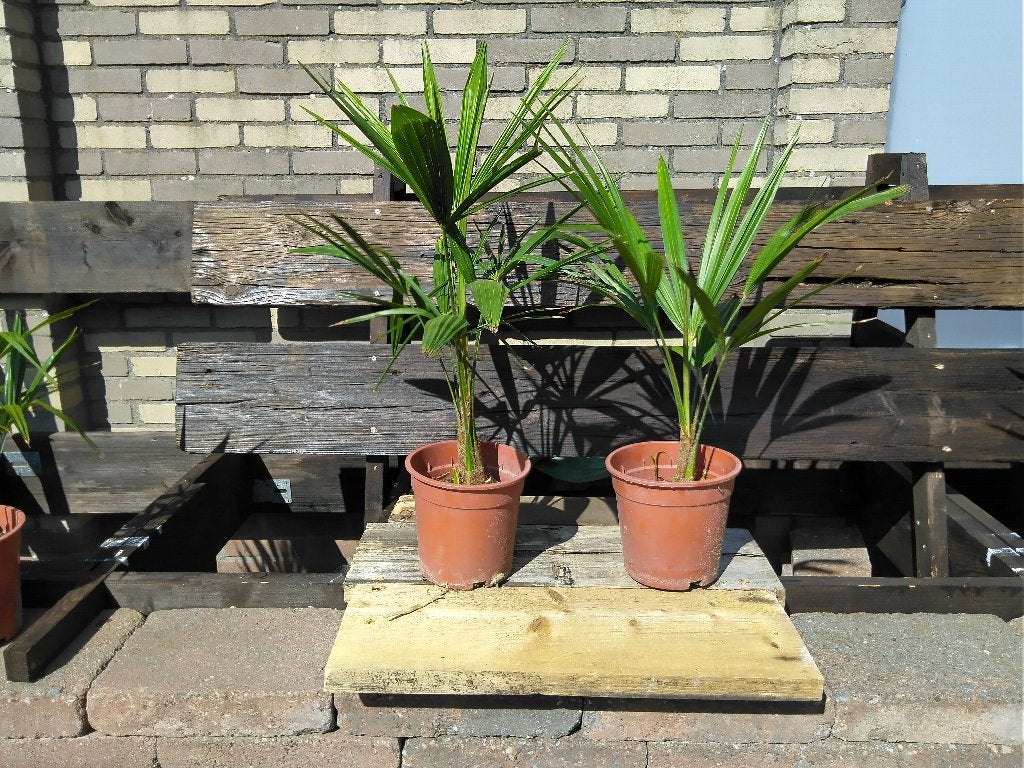 Winterharde palmboom Trachycarpus fortunei te koop, Tuin en Terras, Planten | Tuinplanten, Volle zon, Vaste plant, Bloeit niet