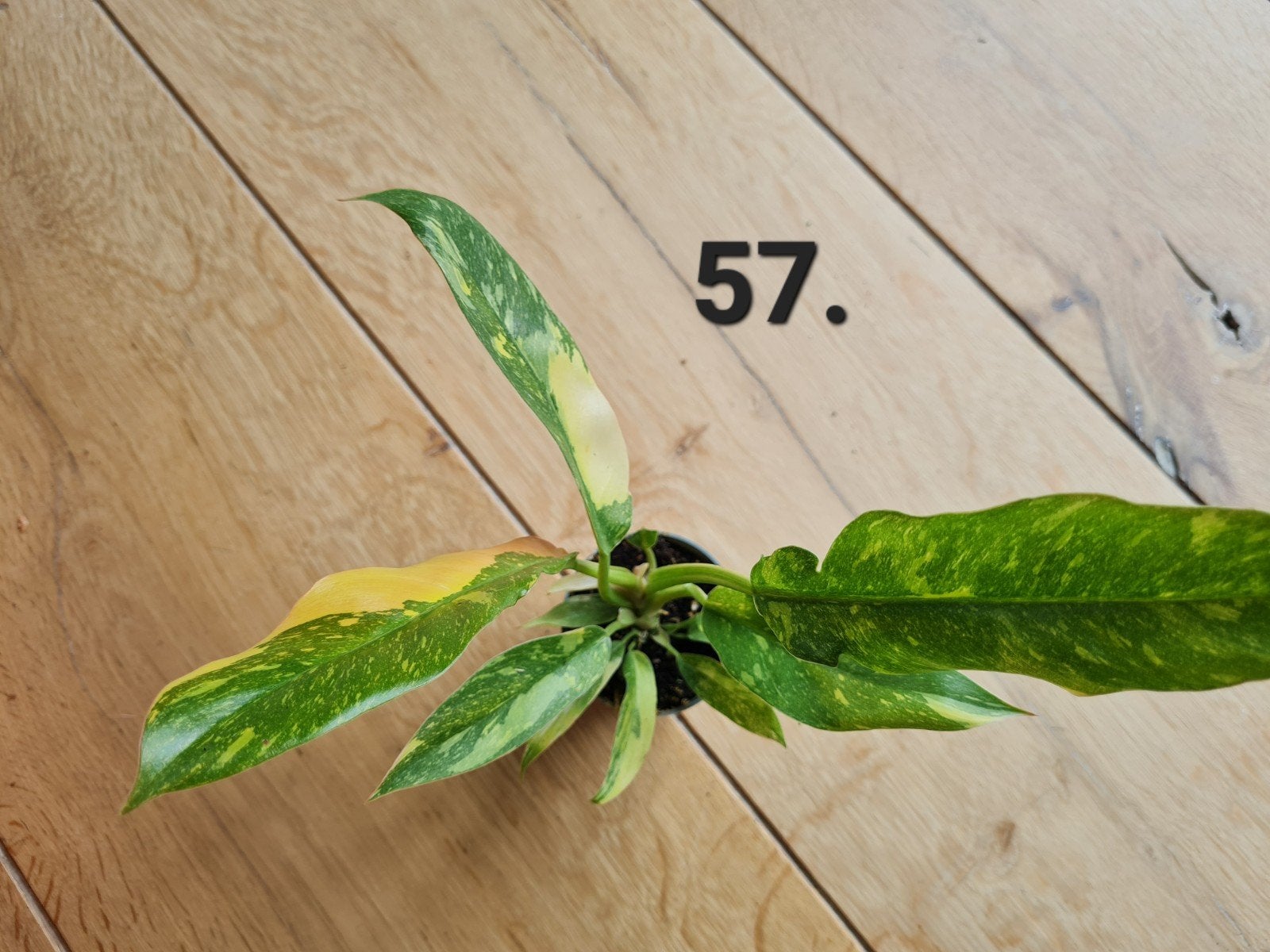 Philodendron ring of fire, kleine kamerplant, Huis en Inrichting, Kamerplanten, Ophalen of Verzenden, Halfschaduw, Minder dan 100 cm