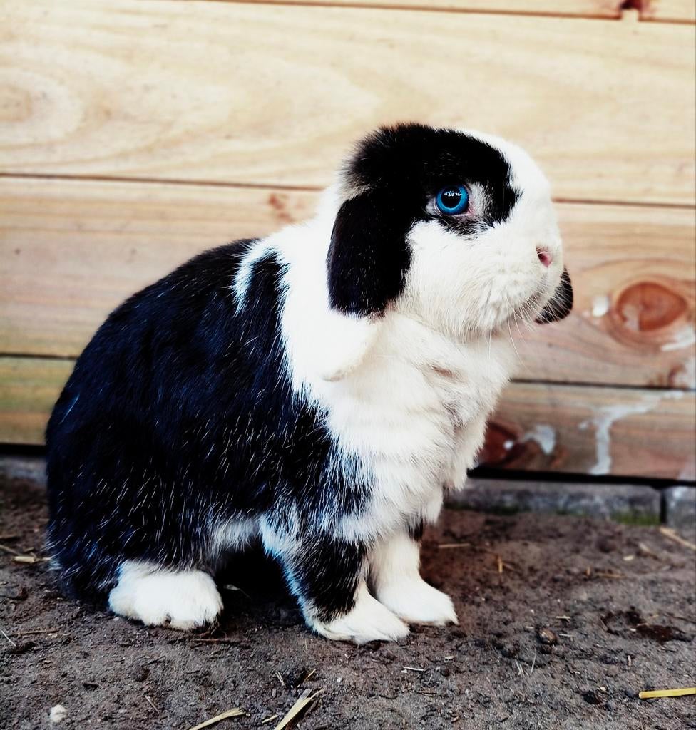 Engelse mini lop konijn, Dieren en Toebehoren, Konijnen, Vrouwelijk, Dwerg, Hangoor, 0 tot 2 jaar