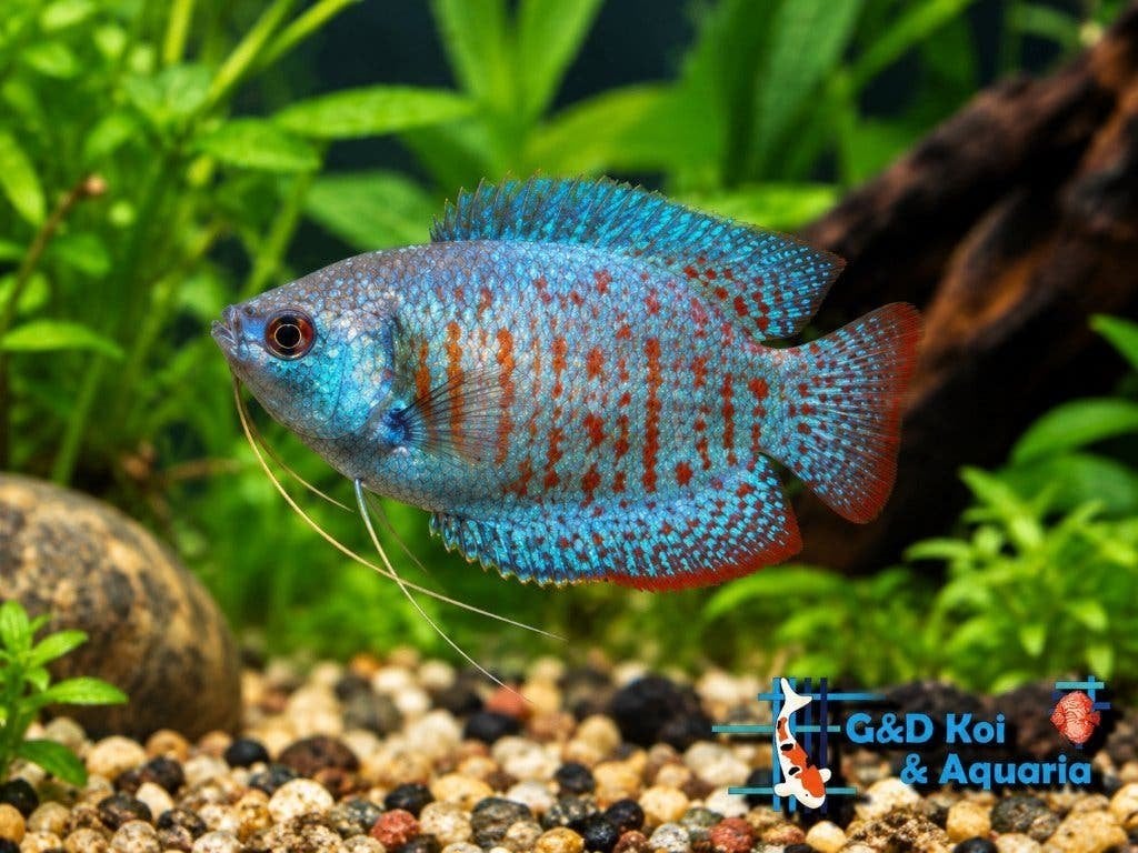 dwerg gourami. kleurige vissen voor een gezeldschap bak, Dieren en Toebehoren, Vis