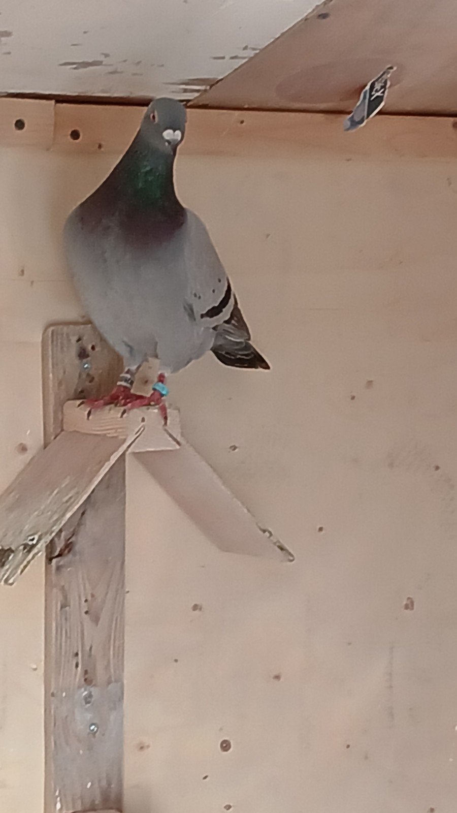 post duif gezocht lees omschrijving, Dieren en Toebehoren, Vogels | Duiven