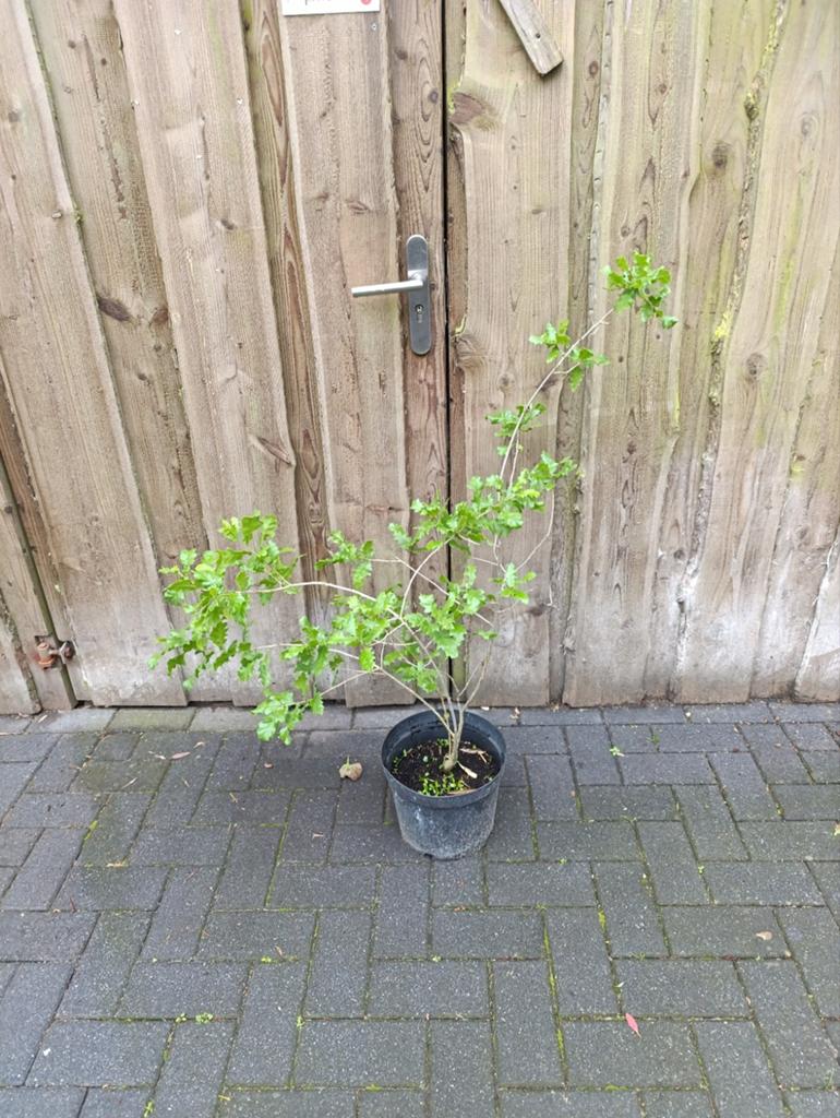 Quercus ithaburensis Subspecies macrolepis, Tuin en Terras, Ophalen, Volle zon, Overige soorten