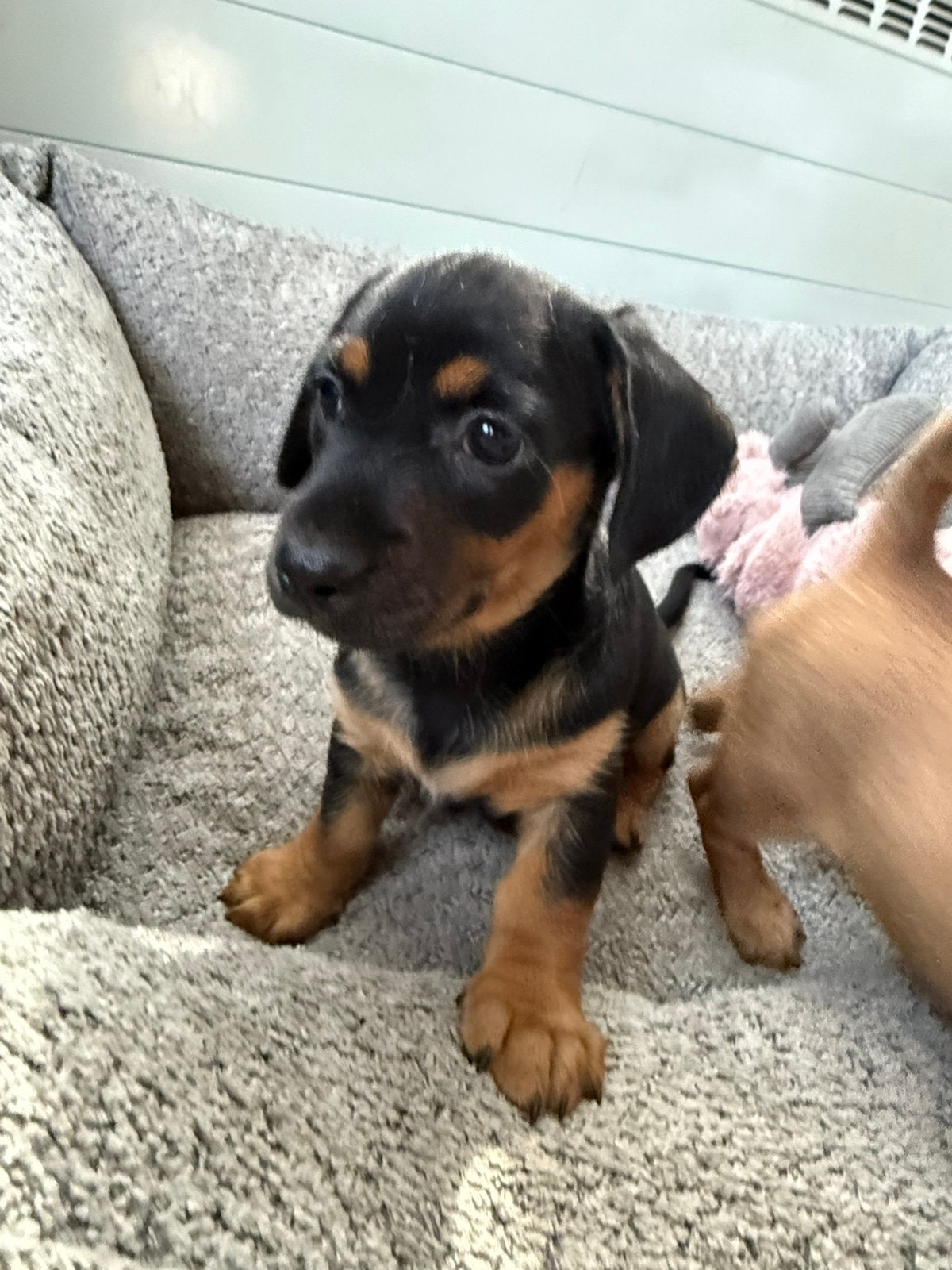 Boerenfox X teckel, Parvo, België, Particulier, 8 tot 15 weken