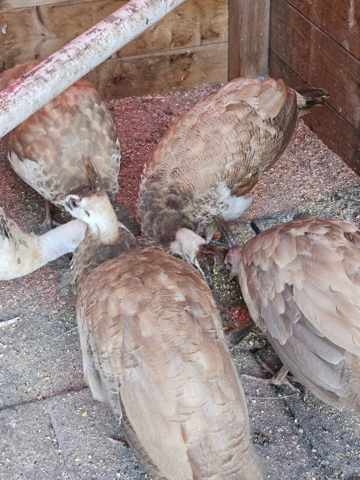 Jonge Violet pauwen van dit jaar!, Dieren en Toebehoren
