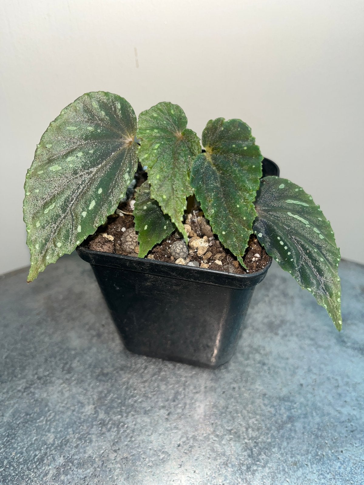 Begonia Atricha Palau Miangas & div, Overige soorten, In pot, Minder dan 100 cm, Bloeiende kamerplant