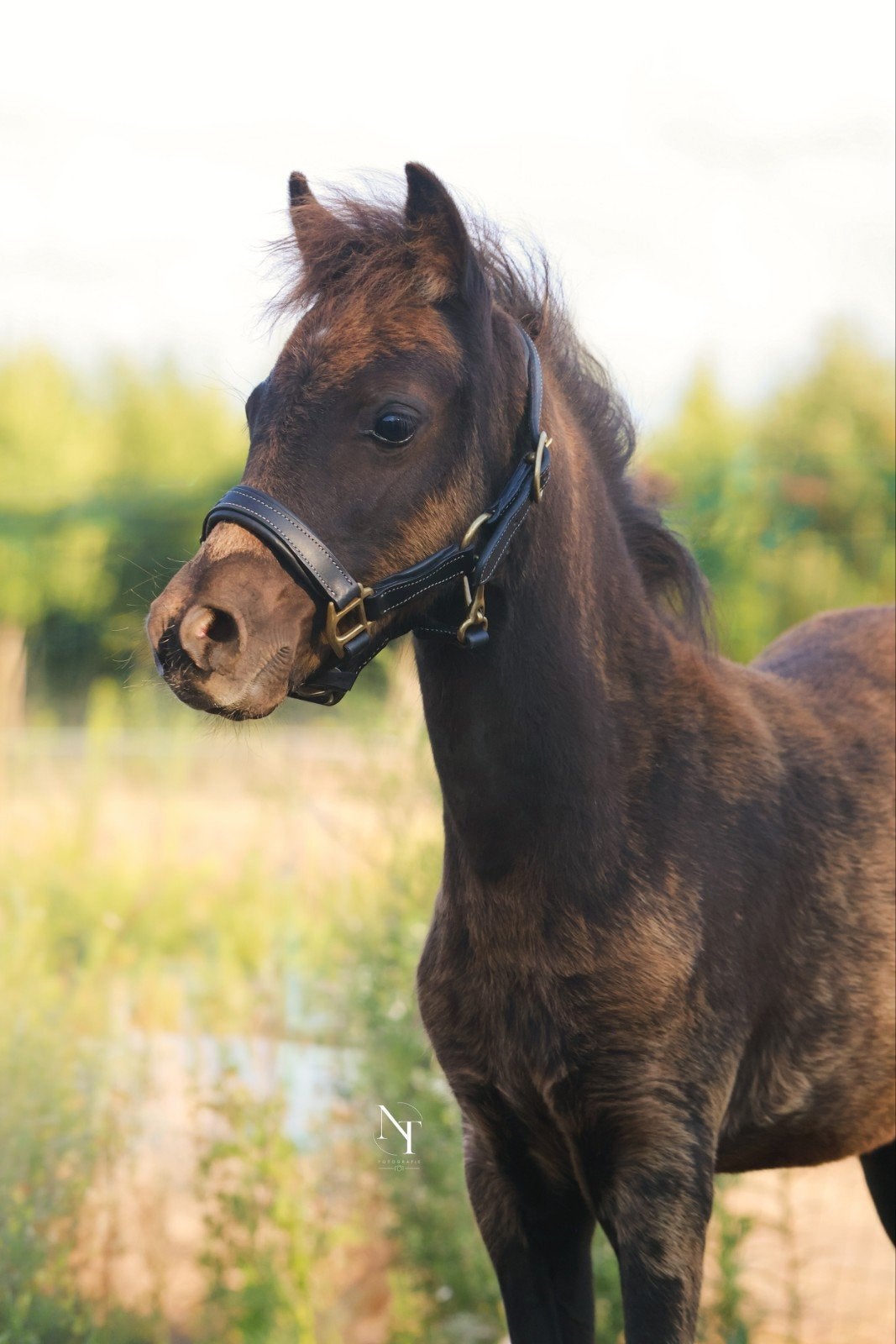 Ontzettend knap pony veulen met veel potentie, Dieren en Toebehoren, Hengst, Met stamboom, 0 tot 2 jaar