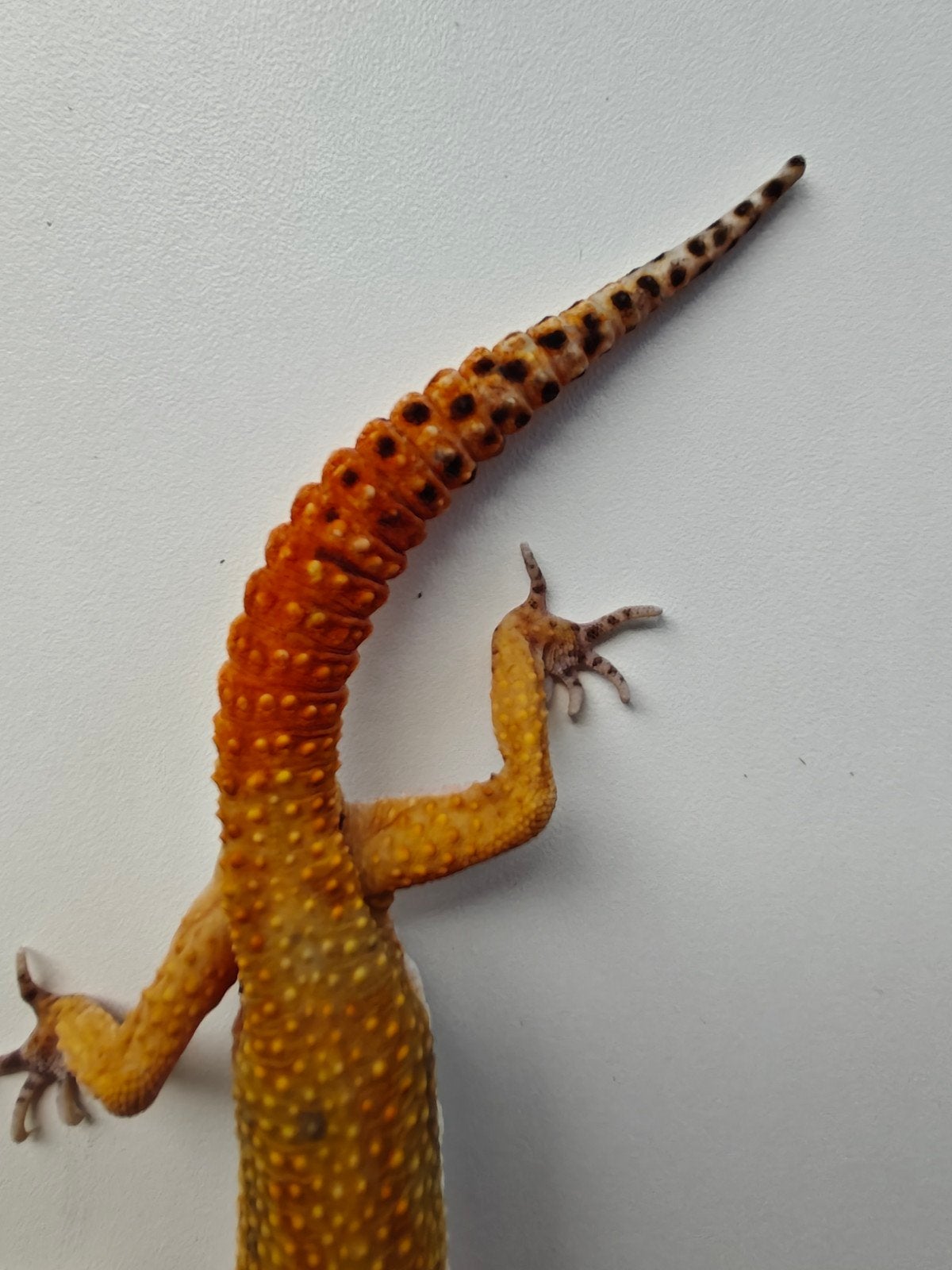 mooie mannelijke luipaardgekko van 7 jaar oud Leopard Gecko photo 3