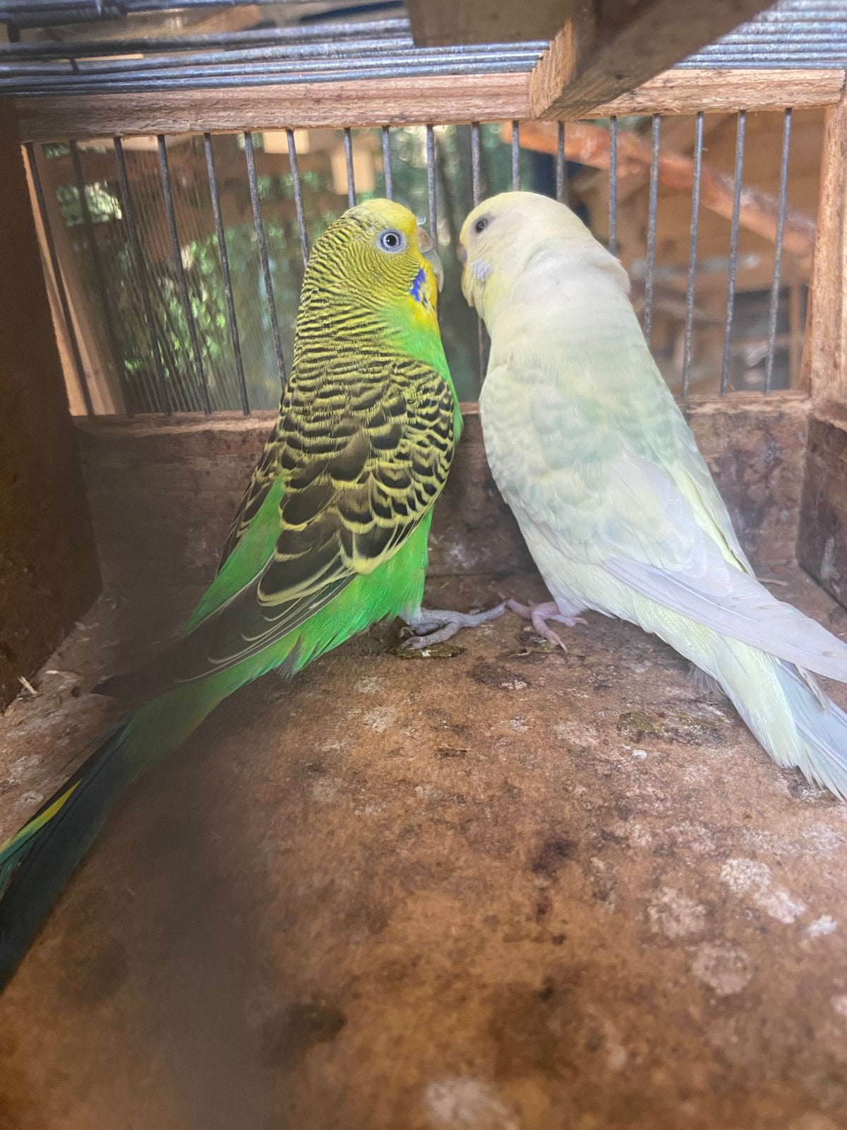Grasparkieten bewezen kweekvogels, Dieren en Toebehoren, Vogels | Parkieten en Papegaaien, Meerdere dieren, Parkiet