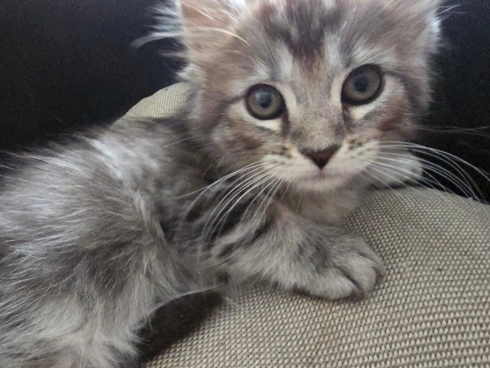 Mainecoon kittens, Dieren en Toebehoren, Katten en Kittens | Raskatten | Langhaar, Meerdere dieren, 0 tot 2 jaar, Gechipt, Ontwormd