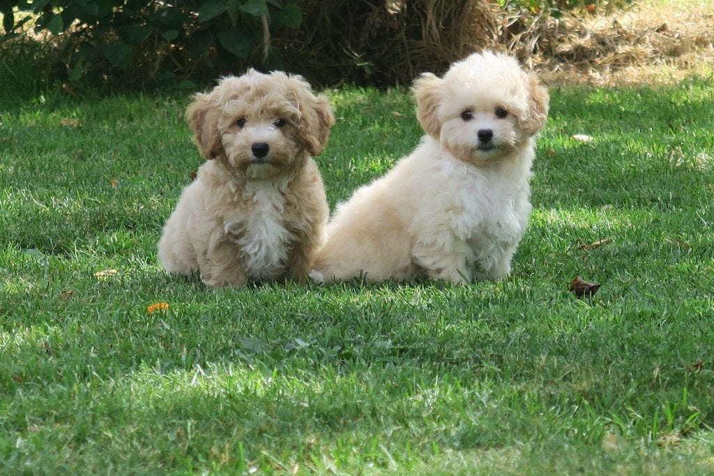 Boomer ( Maltipoo x Maltezer ) pups, Parvo, Maltezer, Nederland, 8 tot 15 weken