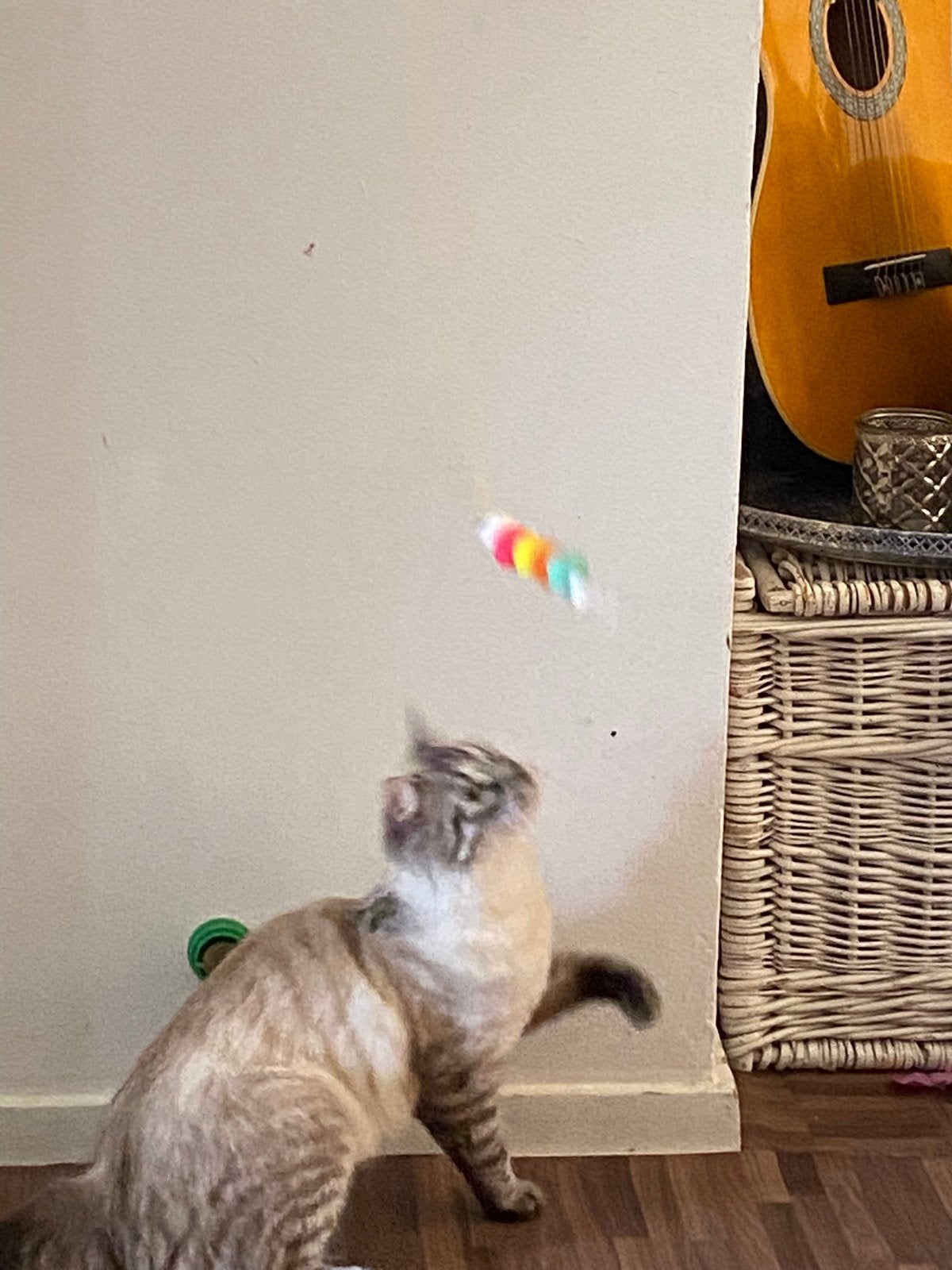 Siberische x Noorse boskat 1 jaar, Poes, Gechipt
