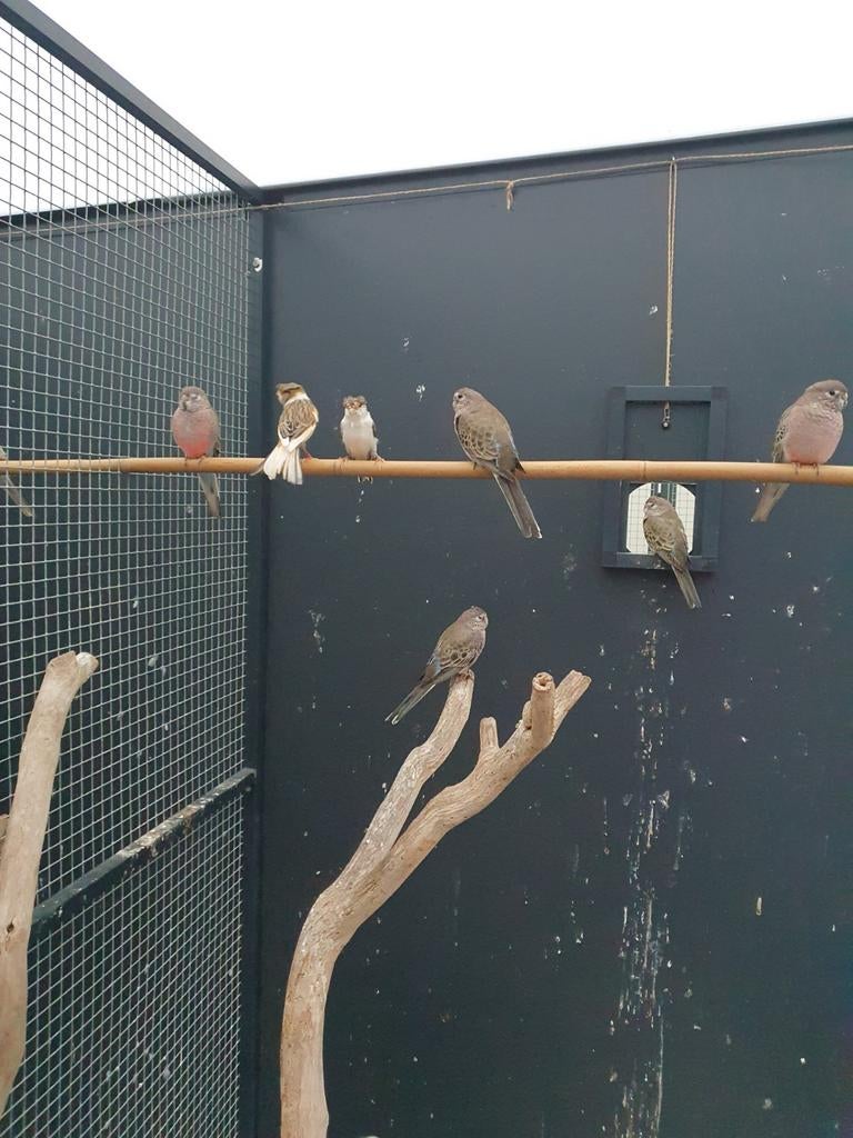 Te koop 1 jonge bourkes parkiet uit buitenvoliere van 2025., Dieren en Toebehoren, Vogels | Parkieten en Papegaaien, Meerdere dieren
