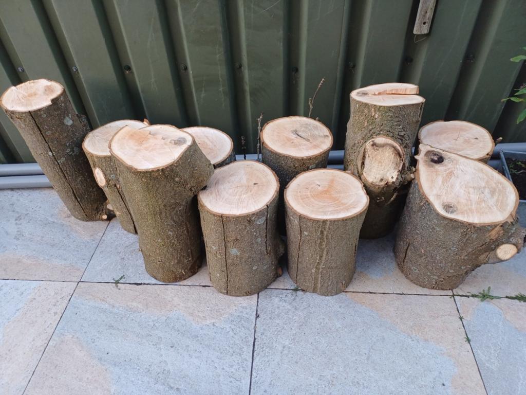 Boomstammen voor decoratie of brandhout, Minder dan 3 m³, Ophalen, Overige houtsoorten, Stammen