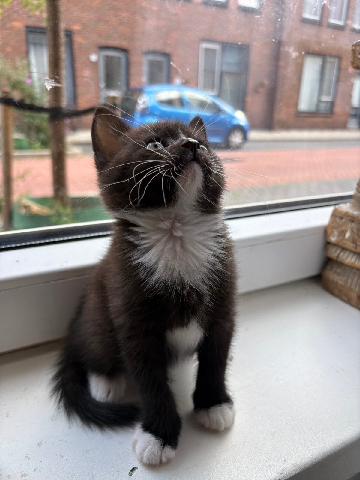 2 Britse Korthaar kittens te koop, Dieren en Toebehoren, Katten en Kittens | Raskatten | Korthaar, Meerdere dieren, Ontwormd, 0 tot 2 jaar