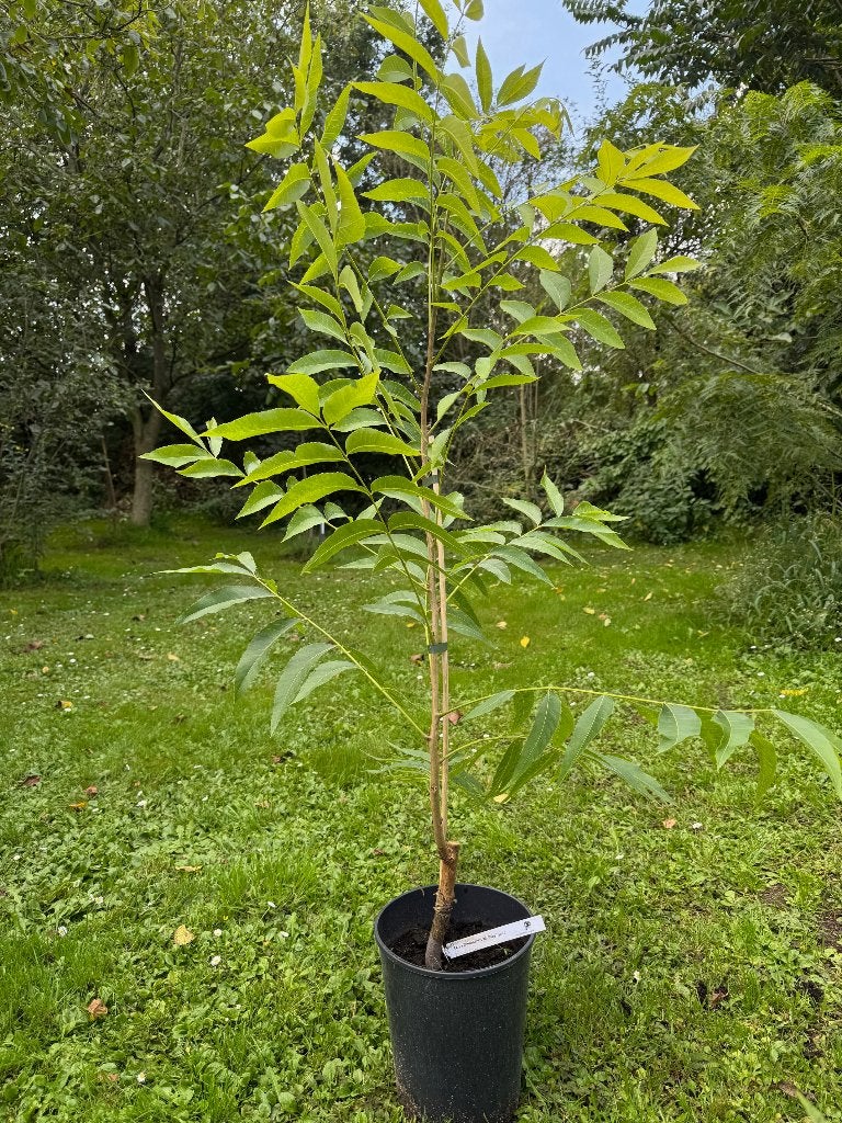 Pecan, Hickory & Hican bomen van de De Smallekamp Veredeling, Ophalen, Lente, Overige soorten, Volle zon
