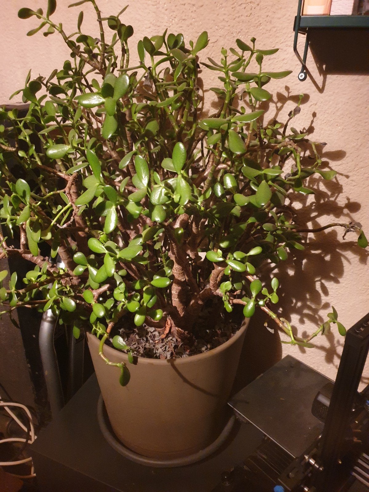 Kamerplant vetplant geldboom, Ophalen, Ficus, Halfschaduw, Minder dan 100 cm