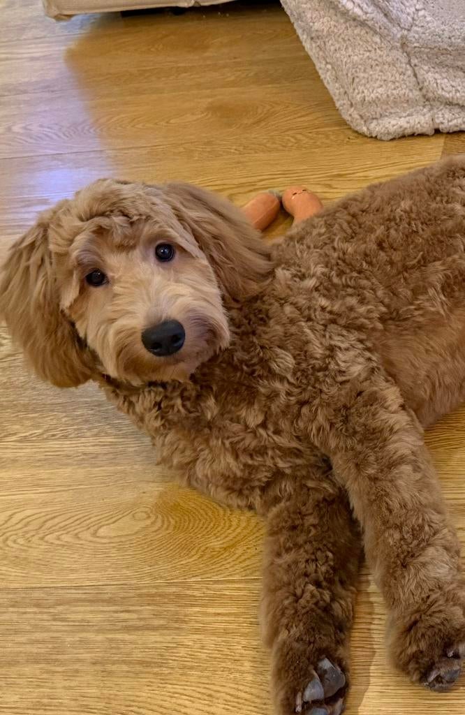 Lieve Labradoodle Simba zoekt een nieuw thuis, 15 weken tot 1 jaar, Eén hond, Nederland, Particulier