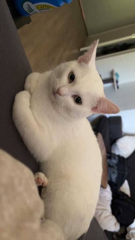 Lieve kat, Dieren en Toebehoren, Kater